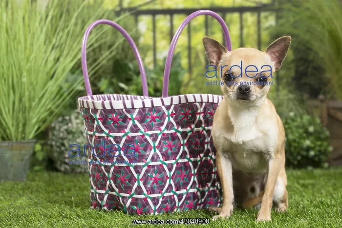  : Chihuahua Dog with basket bag