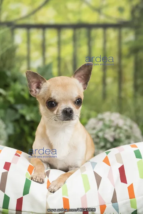  : Chihuahua Dog on cushion
