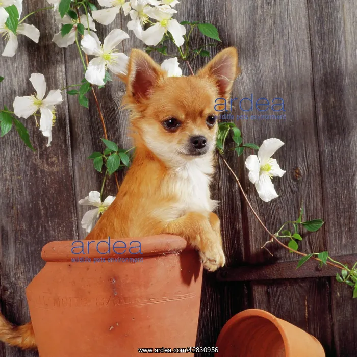 : Chihuahua Dog - in flowerpot : Chihuahua Dog - in flowerpot