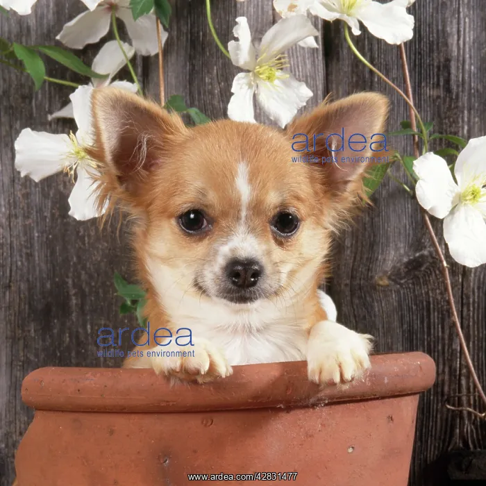 : Chihuahua Dog - in flowerpot : Chihuahua Dog - in flowerpot