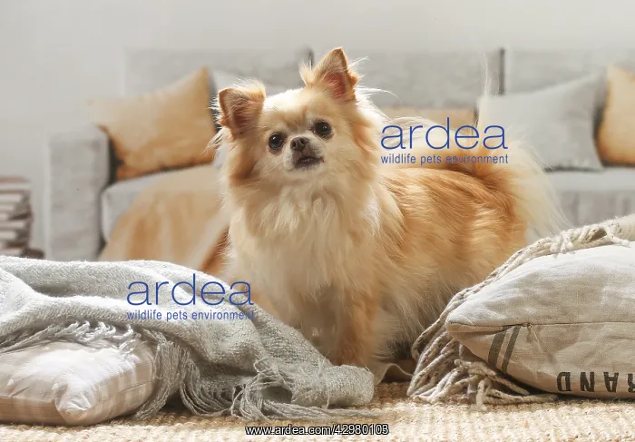 : Chihuahua dog indoors : Chihuahua dog indoors