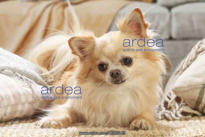 : Chihuahua dog indoors : Chihuahua dog indoors