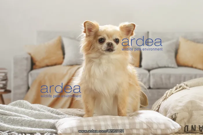 : Chihuahua dog indoors : Chihuahua dog indoors