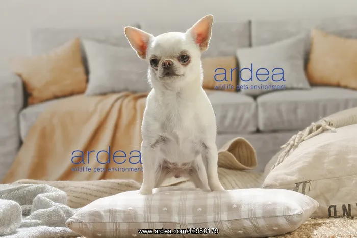 : Chihuahua dog indoors : Chihuahua dog indoors