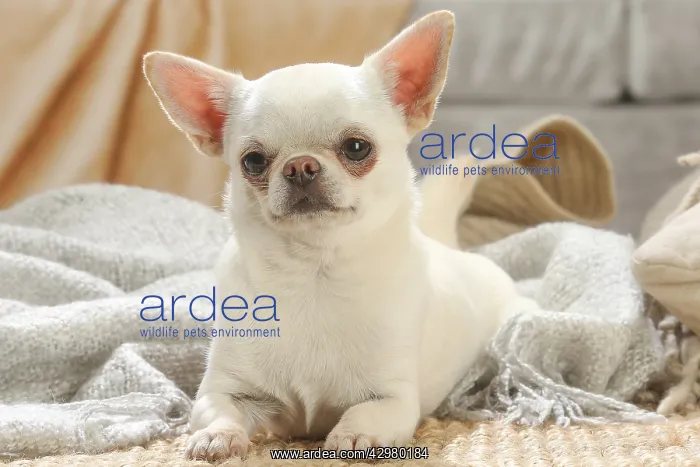  : Chihuahua dog indoors