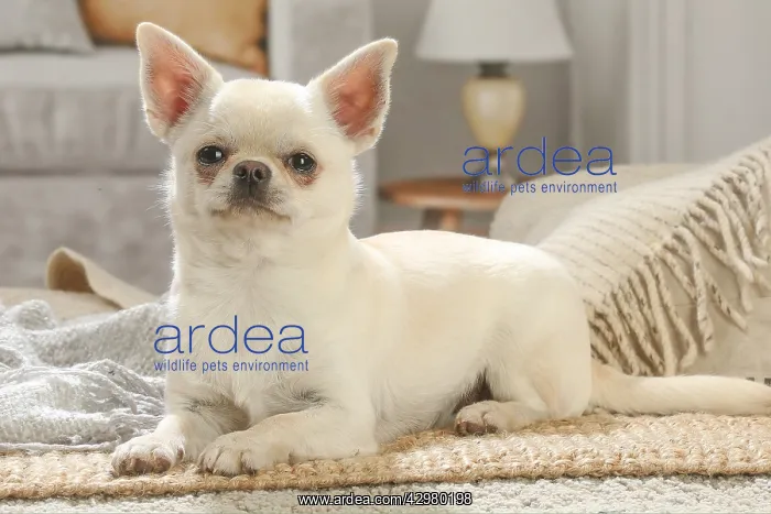  : Chihuahua dog indoors
