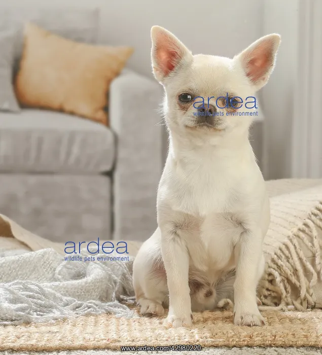 : Chihuahua dog indoors : Chihuahua dog indoors