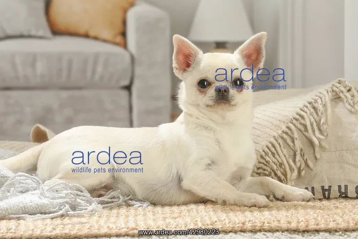 : Chihuahua dog indoors : Chihuahua dog indoors