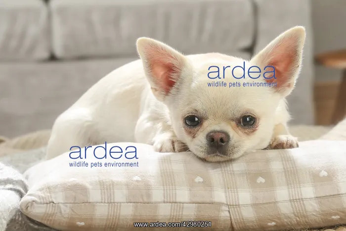 : Chihuahua dog indoors : Chihuahua dog indoors