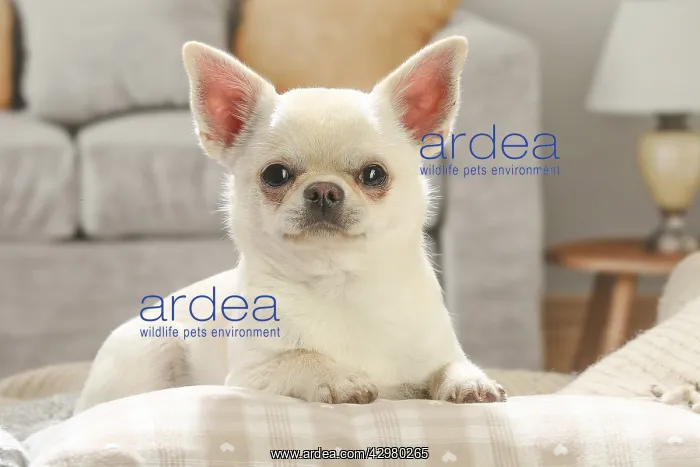 : Chihuahua dog indoors : Chihuahua dog indoors