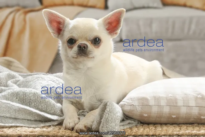 : Chihuahua dog indoors : Chihuahua dog indoors