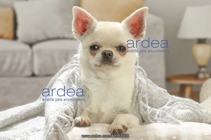 : Chihuahua dog indoors : Chihuahua dog indoors