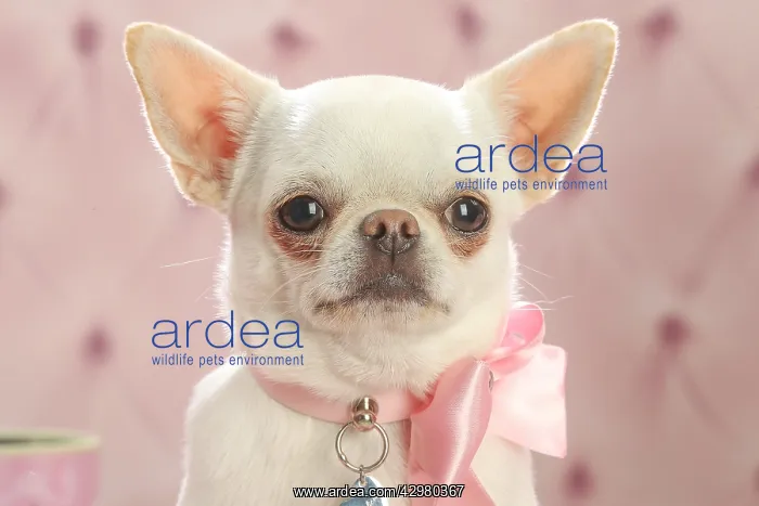 : Chihuahua dog indoors : Chihuahua dog indoors