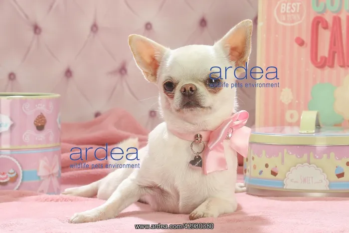 : Chihuahua dog indoors : Chihuahua dog indoors
