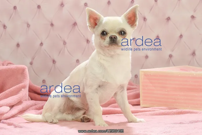 : Chihuahua dog indoors : Chihuahua dog indoors