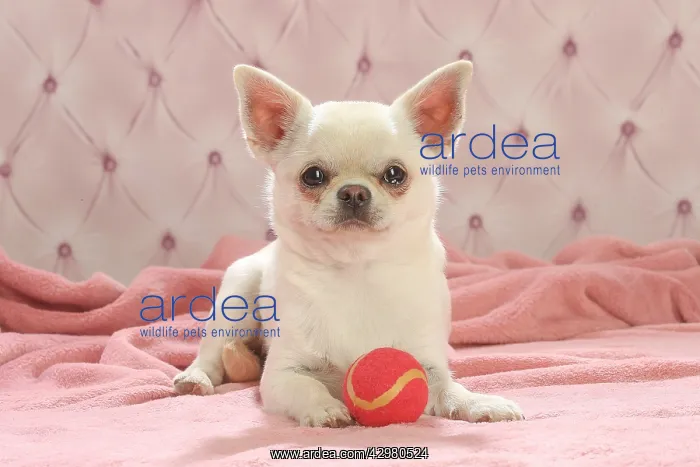 : Chihuahua dog indoors : Chihuahua dog indoors