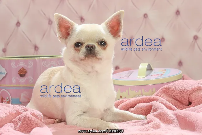 : Chihuahua dog indoors : Chihuahua dog indoors