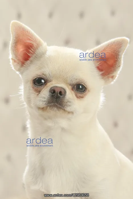 : Chihuahua dog indoors : Chihuahua dog indoors