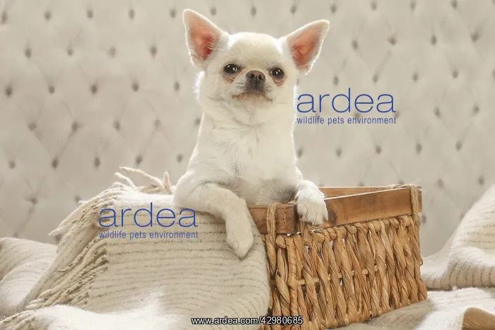 : Chihuahua dog indoors : Chihuahua dog indoors