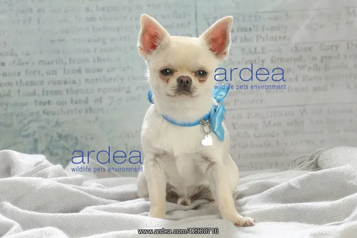 : Chihuahua dog indoors : Chihuahua dog indoors