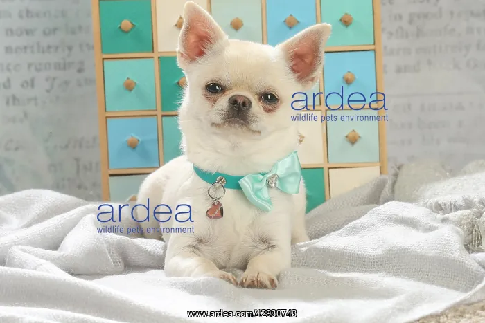 : Chihuahua dog indoors : Chihuahua dog indoors