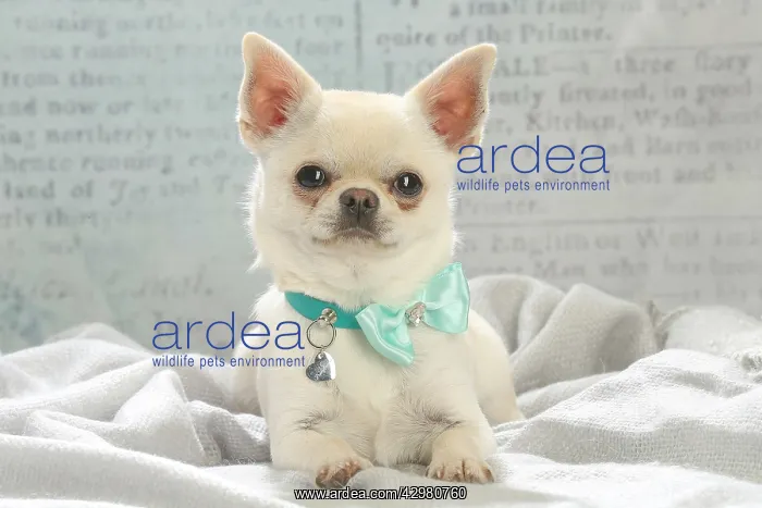 : Chihuahua dog indoors : Chihuahua dog indoors