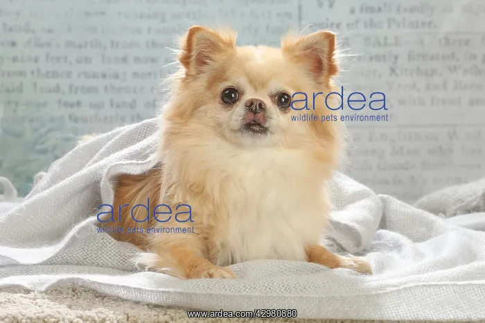 : Chihuahua dog indoors : Chihuahua dog indoors