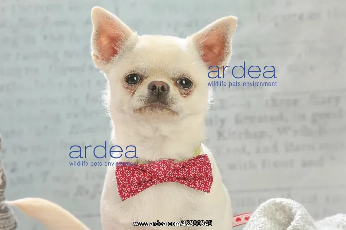 : Chihuahua dog indoors : Chihuahua dog indoors
