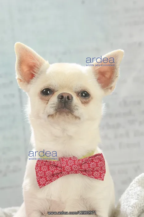 : Chihuahua dog indoors : Chihuahua dog indoors