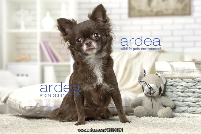  : Chihuahua dog indoors