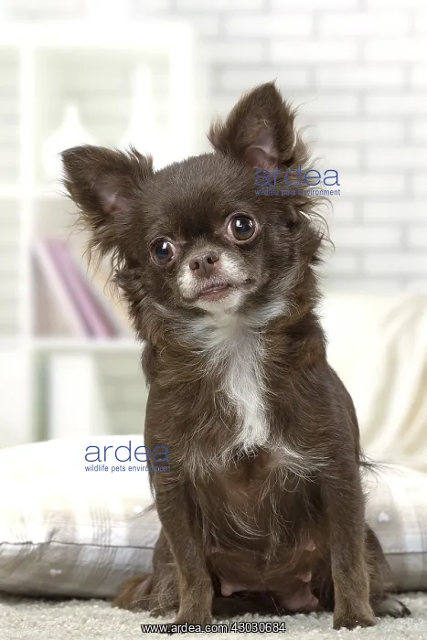  : Chihuahua dog indoors