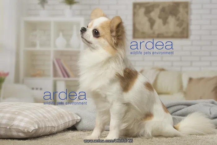  : Chihuahua dog indoors