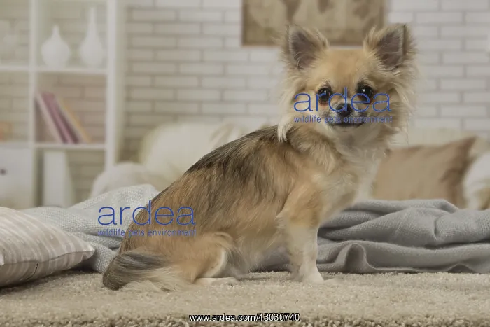  : Chihuahua dog indoors