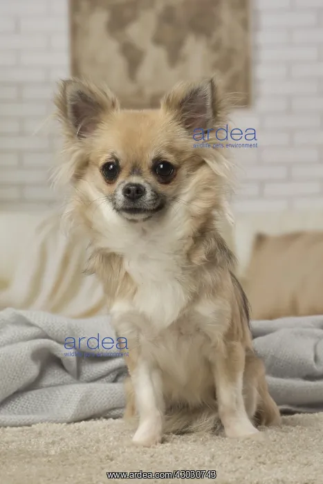  : Chihuahua dog indoors