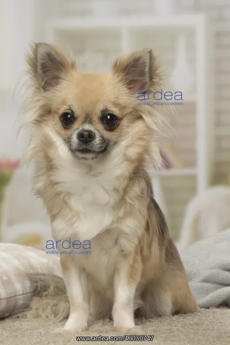  : Chihuahua dog indoors