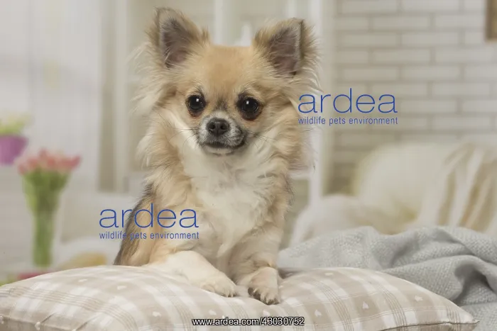  : Chihuahua dog indoors