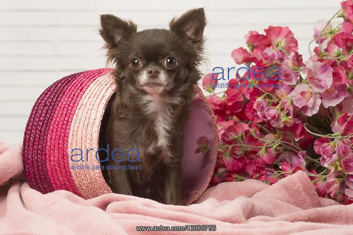 : Chihuahua dog indoors : Chihuahua dog indoors