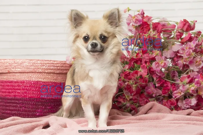  : Chihuahua dog indoors