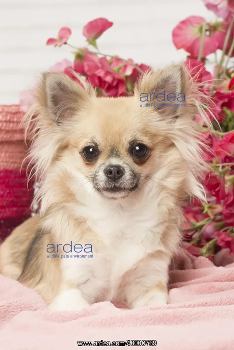  : Chihuahua dog indoors