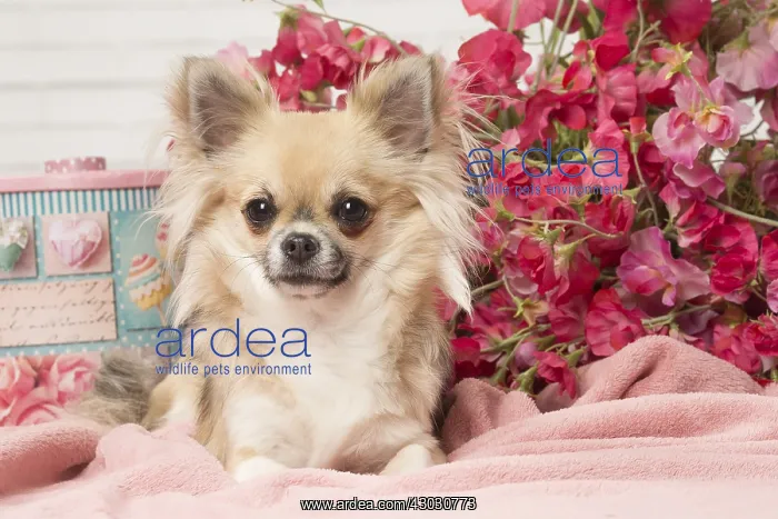  : Chihuahua dog indoors