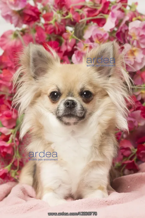  : Chihuahua dog indoors