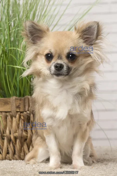  : Chihuahua dog indoors