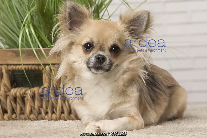  : Chihuahua dog indoors