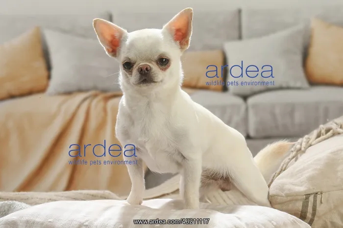 : Chihuahua dog indoors : Chihuahua dog indoors