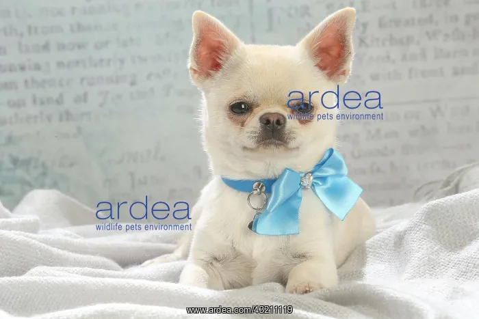 : Chihuahua dog indoors : Chihuahua dog indoors