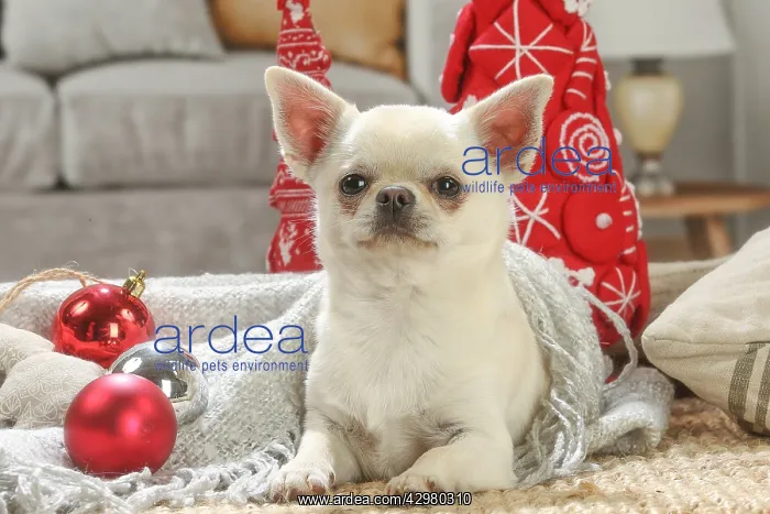: Chihuahua dog indoors at Christmas : Chihuahua dog indoors at Christmas