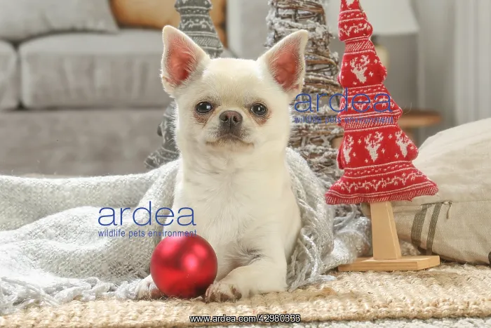 : Chihuahua dog indoors at Christmas : Chihuahua dog indoors at Christmas