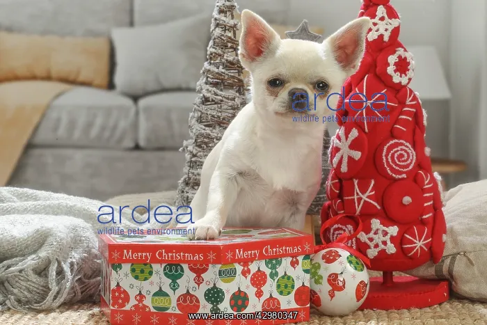 : Chihuahua dog indoors at Christmas : Chihuahua dog indoors at Christmas