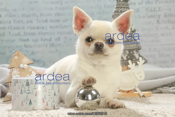: Chihuahua dog indoors at Christmas : Chihuahua dog indoors at Christmas