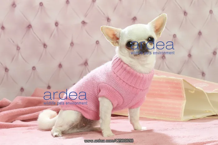 : Chihuahua dog indoors wearing a jumper : Chihuahua dog indoors wearing a jumper